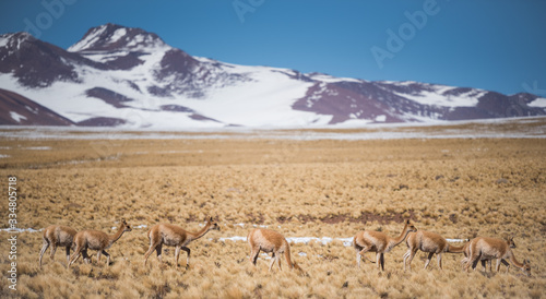 wild llamas on the atacama desert
