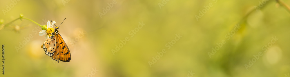 Obraz premium Nature view of beautiful orange butterfly on green nature blurred background in garden with copy space using as background insect, natural landscape, ecology, fresh cover page concept.