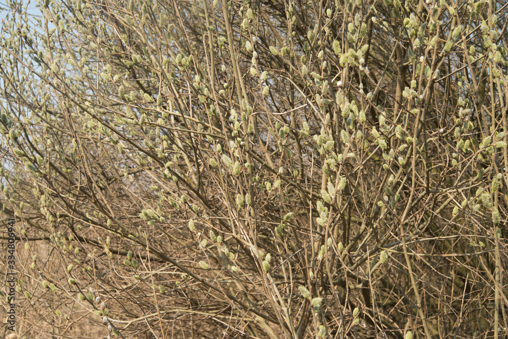 Fototapeta premium pussy yellow willow flowers on branches in forest