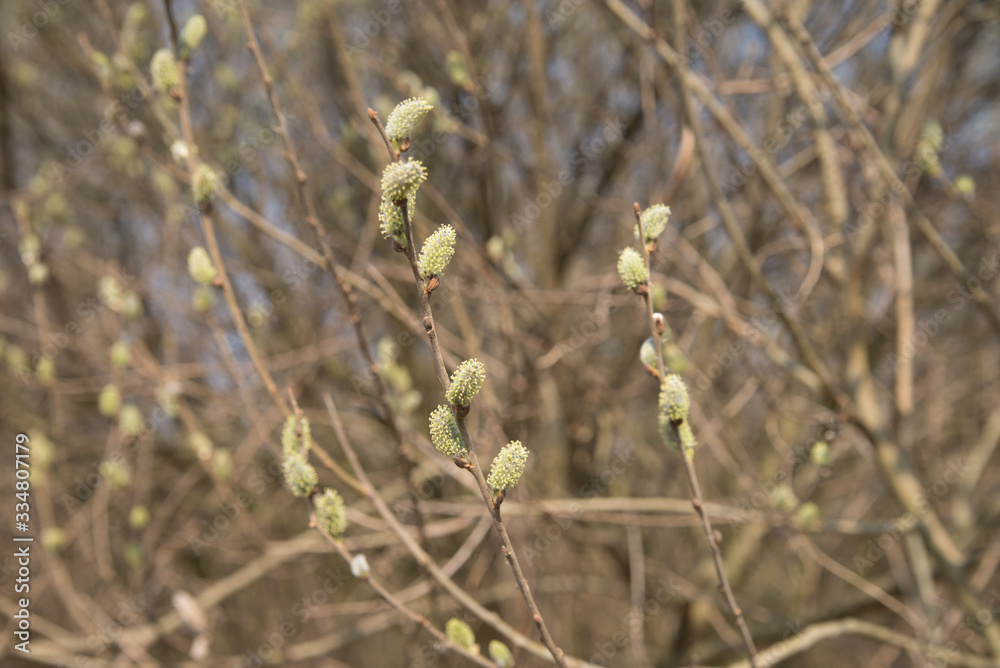 pussy yellow  willow flowers on branches in forest