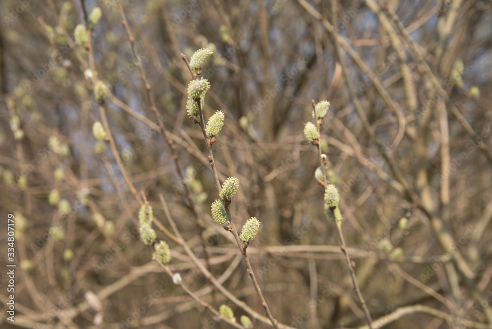 pussy yellow willow flowers on branches in forest pussy yellow willow flowers on branches in forest