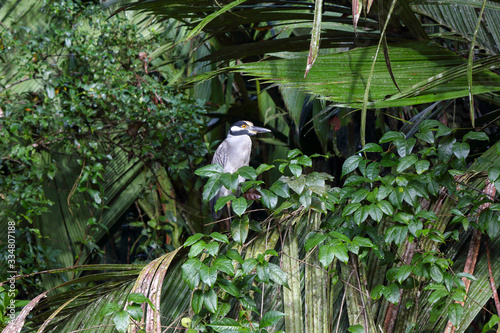 ycticorax violaceus bird sitting around leaves in Tortuguerro Costa Rica, Central America photo