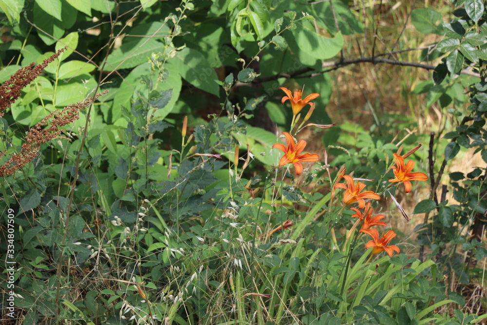 Orange wildflowers bloomed in the grass