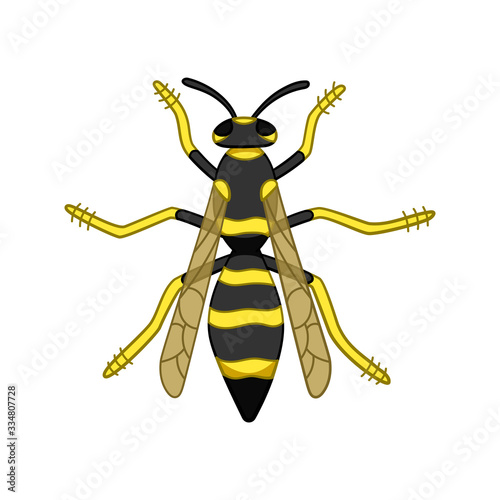 Cartoon style top view wasp isolated illustration on white background