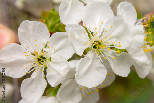 white flowers of apple tree