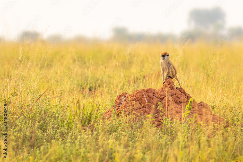 Patas monkey or hussar monkey looking for danger in beautiful morning light, Murchison Falls National Park, Uganda. Patas monkey or hussar monkey looking for danger in beautiful morning light, Murchison Falls National Park, Uganda.
