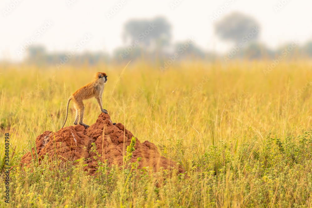 Naklejka premium Patas monkey or hussar monkey looking for danger in beautiful morning light, Murchison Falls National Park, Uganda.
