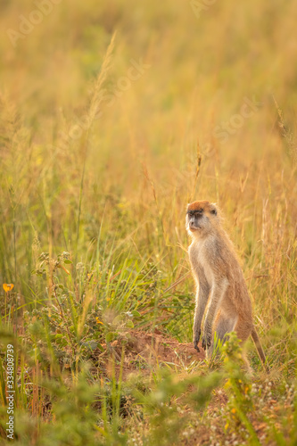 Patas monkey or hussar monkey looking for danger in beautiful morning light, Murchison Falls National Park, Uganda.