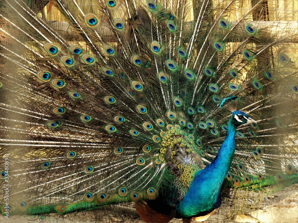 Obraz premium Peacock