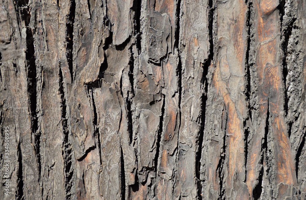 old tree bark texture old tree bark texture