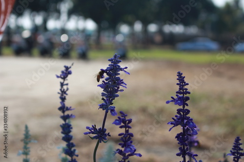 Lavandula