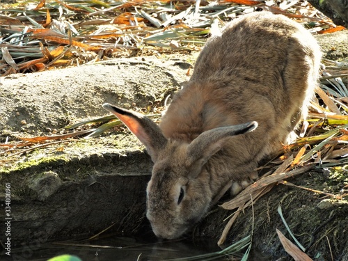 Rabbit
