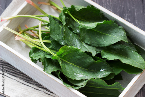 Wet large leaves and stalks of rumex. photo