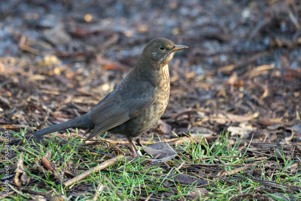 Female Blackbird (Turdus merula) on the Ground Female Blackbird (Turdus merula) on the Ground