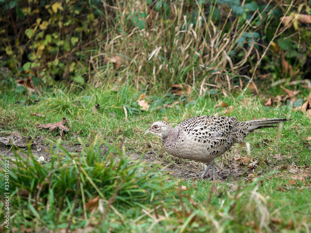 Female Pheasant at warnham Nature Reserve Female Pheasant at warnham Nature Reserve