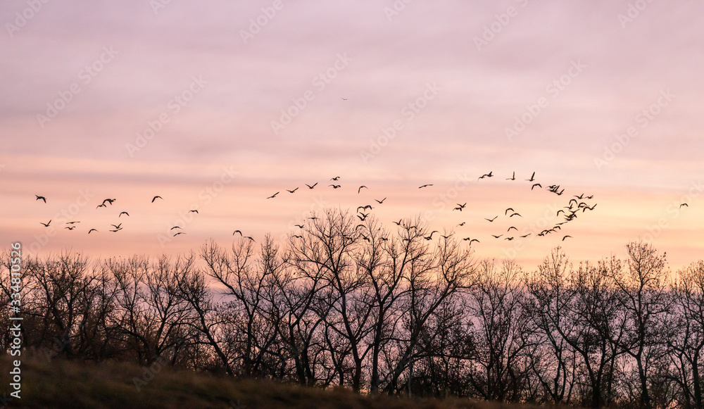 Canada Geese in Flight at Sunset