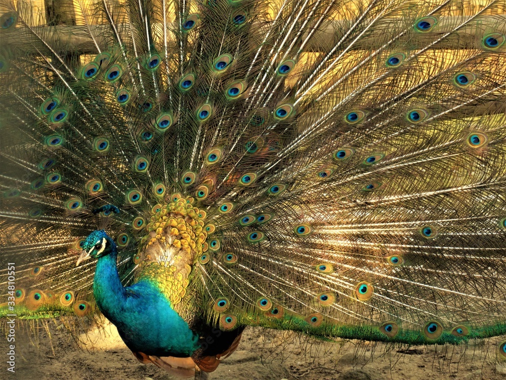 Obraz premium peacock