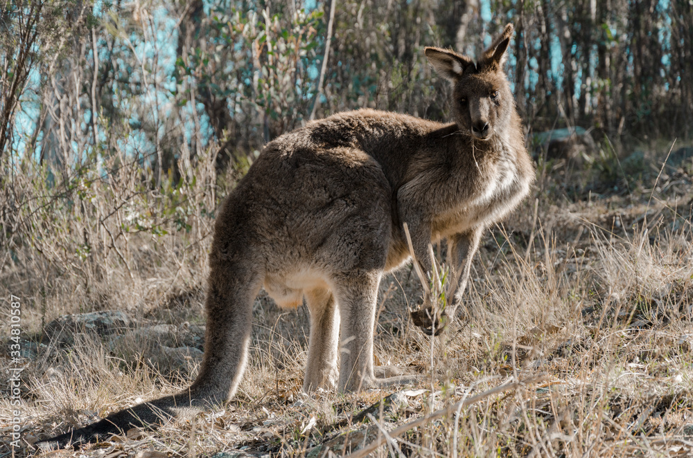 Fototapeta premium Kangaroo
