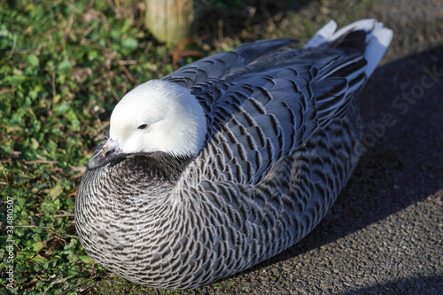 Emporer Goose Resting on the Ground photo