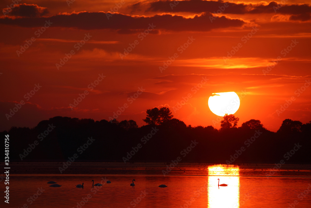 Fototapeta premium Birds on the background of sunset on the lake