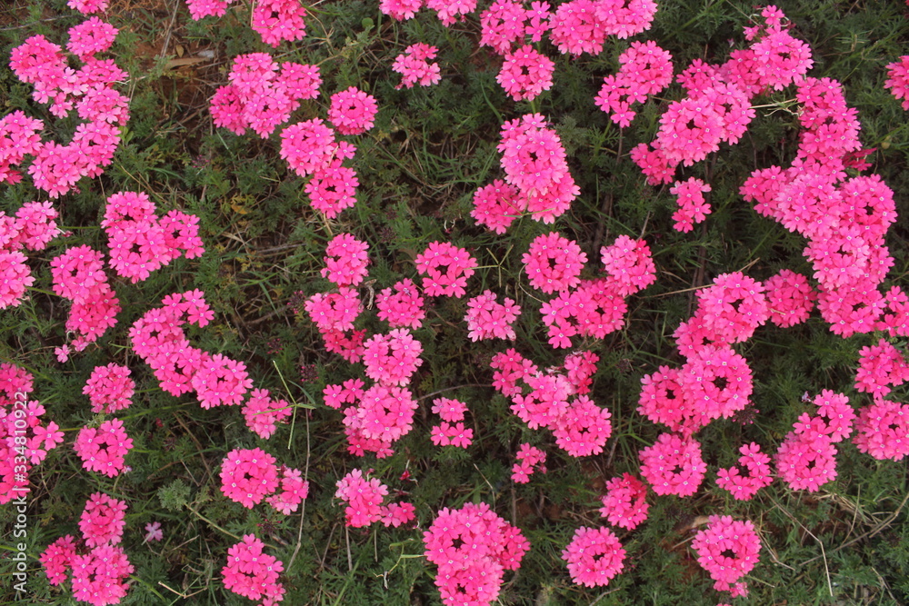 Pink group of Flowers