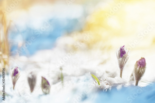 pasque-flower on snow in sunlight. photo