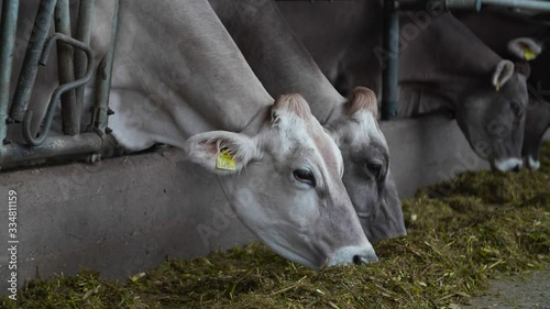 Livestock farm, cows, cattle counting (tags, branded microchips)