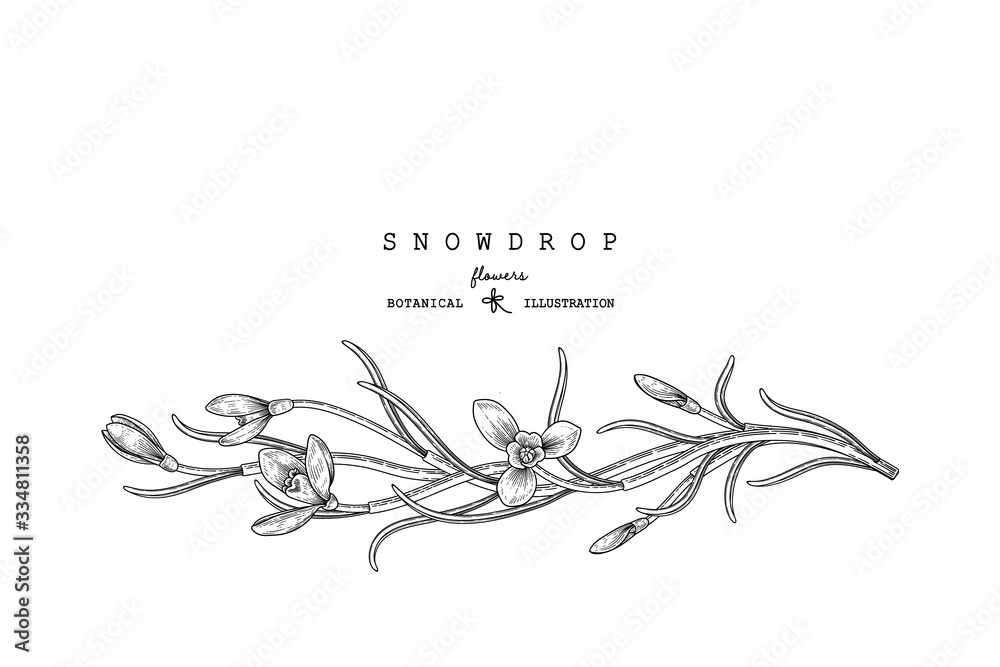 Sketch Floral decorative set. Snowdrop flower drawings. Black and white with line art isolated on white backgrounds. Hand Drawn Botanical Illustrations. Elements vector.