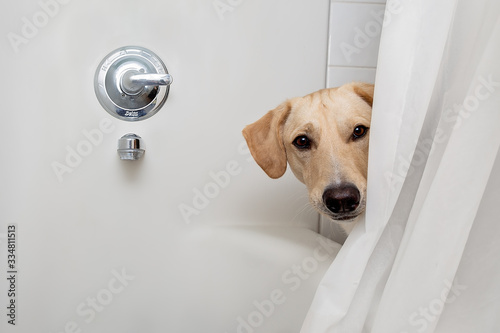 Dog Peeking into Shower