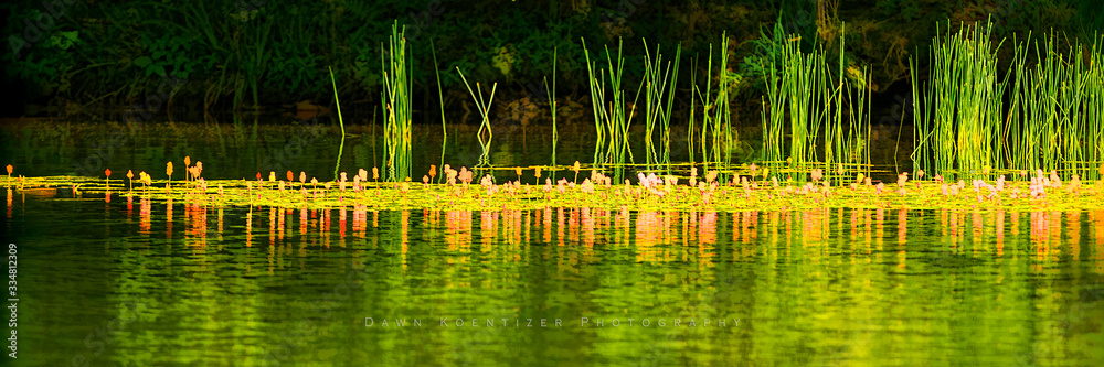 freshwater grasses and lilipads freshwater grasses and lilipads