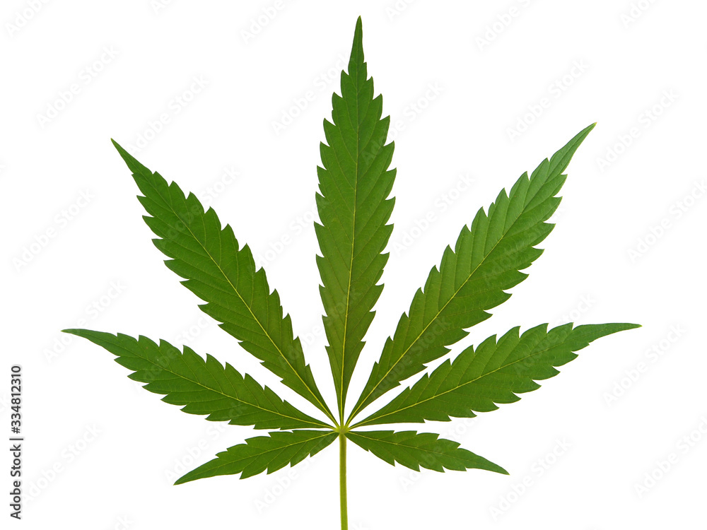 Marijuana leaf, Cannabis leaf isolated on white Marijuana leaf, Cannabis leaf isolated on white