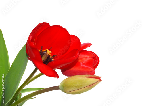 Red tulips corner isolated on white