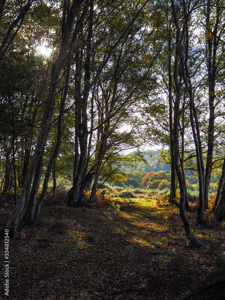 Fototapeta premium Scenic View of the Ashdown Forest in Sussex