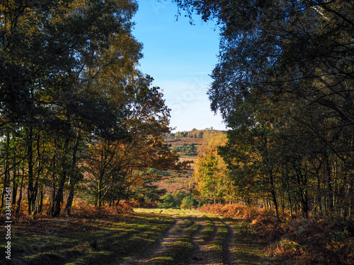 Принти на полотні Scenic View of the Ashdown Forest in Sussex