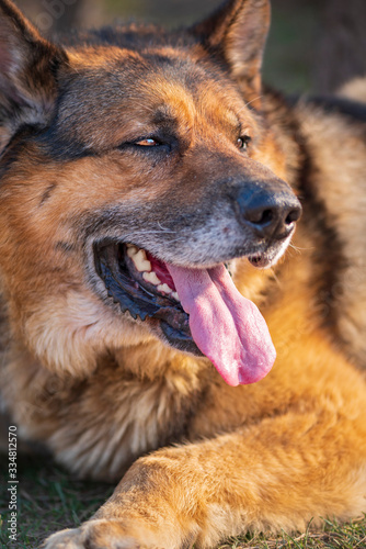 Portrait of a huge red dog. Photographed close-up.
