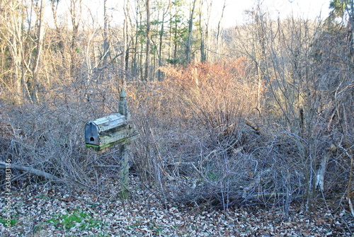 Mailbox in the Woods