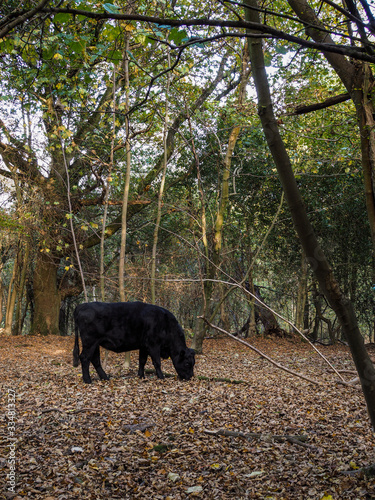 Cow Grazing for Acorns in the Ashdown Forest photo