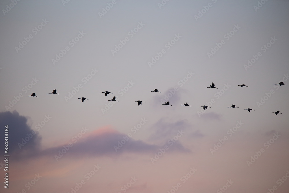  Flying cranes against the setting sun - obrazy, fototapety, plakaty 