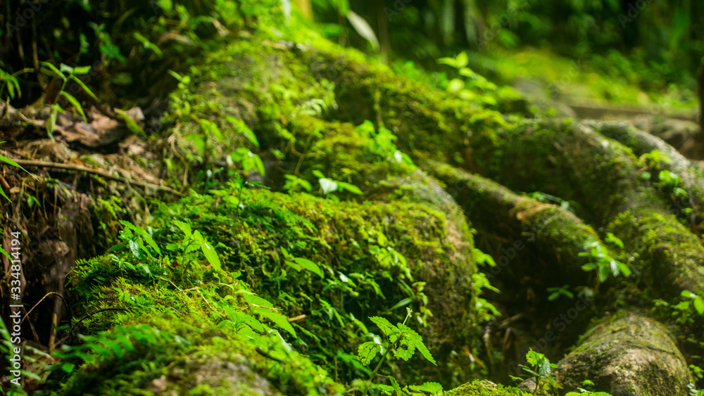 Fototapeta premium la racine se faufile 