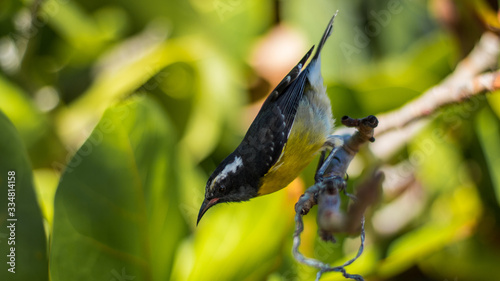 sucrier curieux  photo