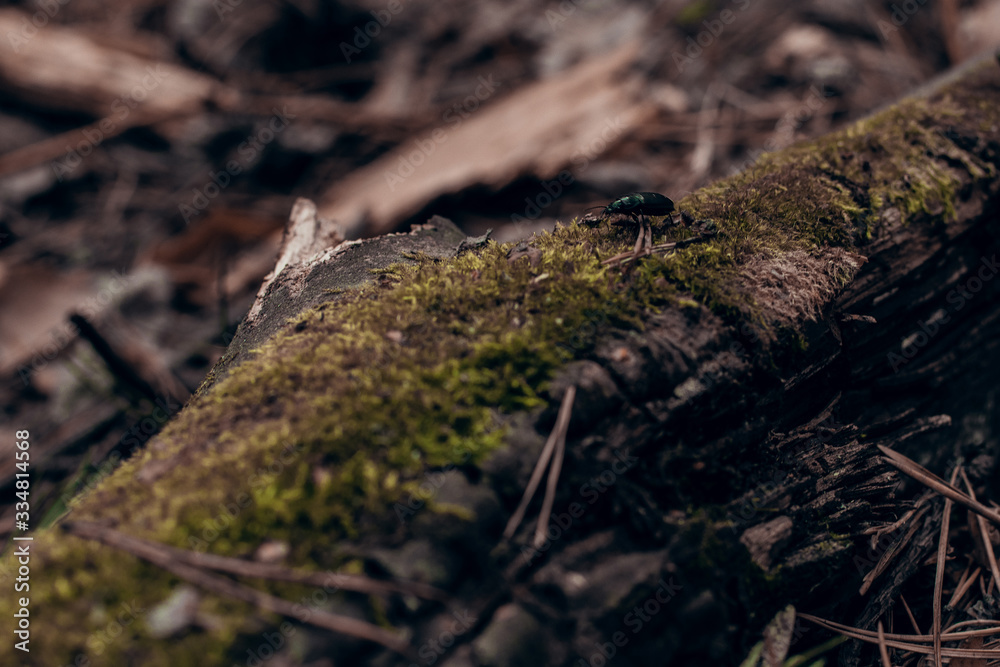  Flora and small running fauna