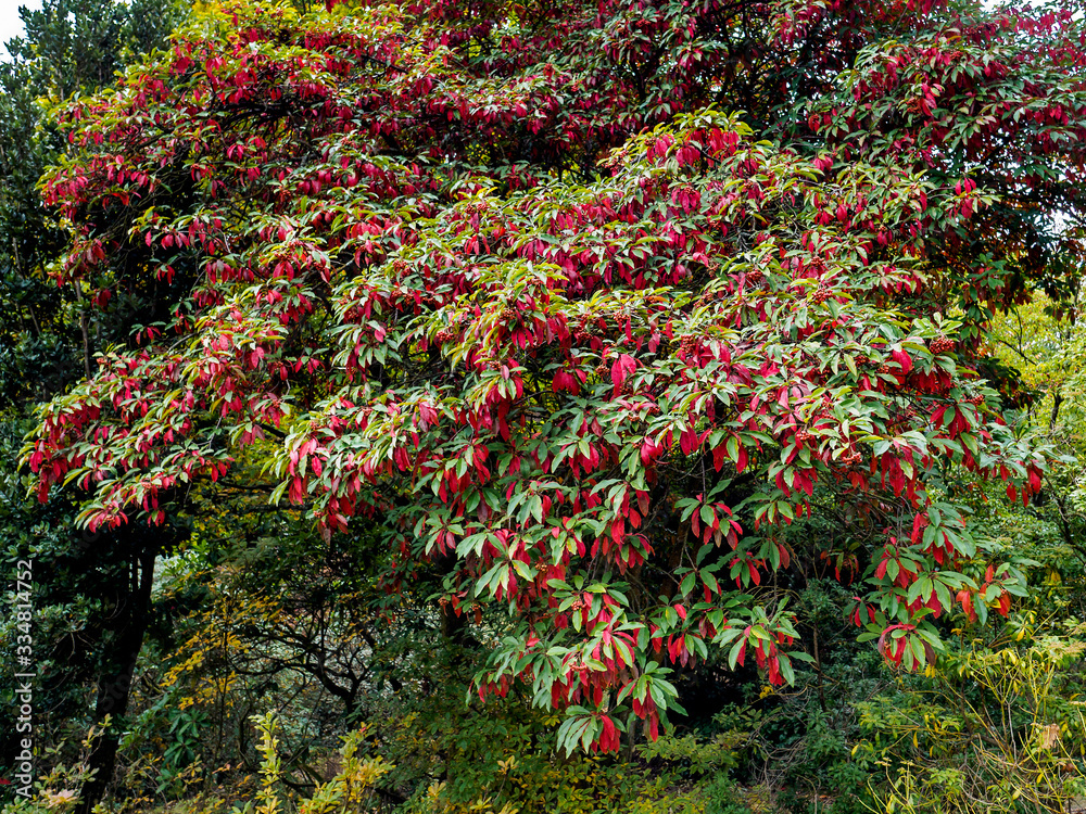 Photinia davidiana Leaves Turning Red