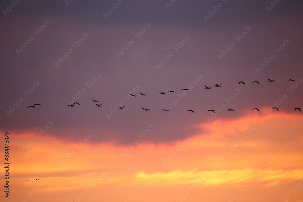 Flying cranes against the setting sun Flying cranes against the setting sun