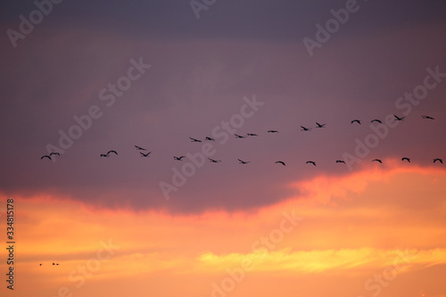  Flying cranes against the setting sun © moniadk