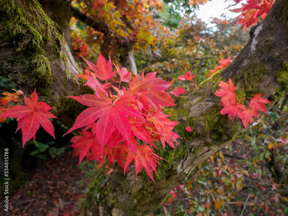 Japanese Maple (Acer palmatum) in Autumn Colours Japanese Maple (Acer palmatum) in Autumn Colours