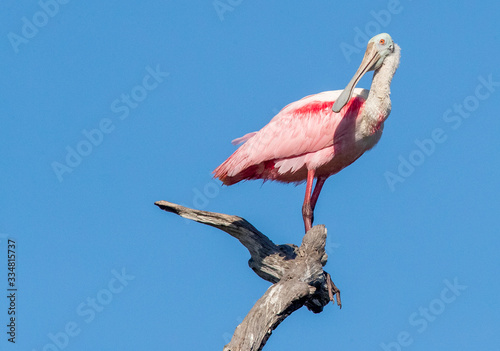 Roseate Spoonbill