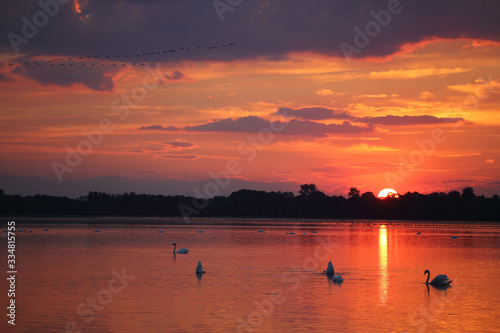  Birds on the background of sunset on the lake