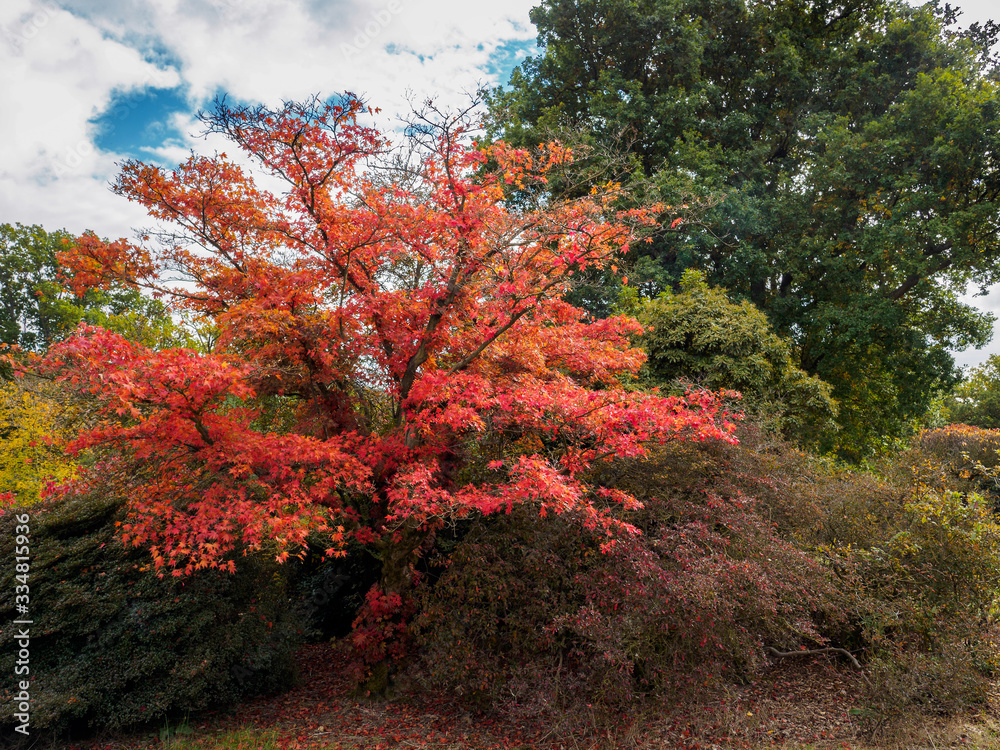 Japanese Maple (Acer palmatum) in Autumn Colours