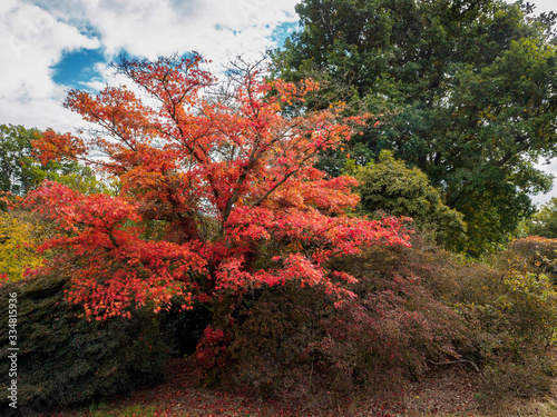 Japanese Maple  Acer palmatum  in Autumn Colours