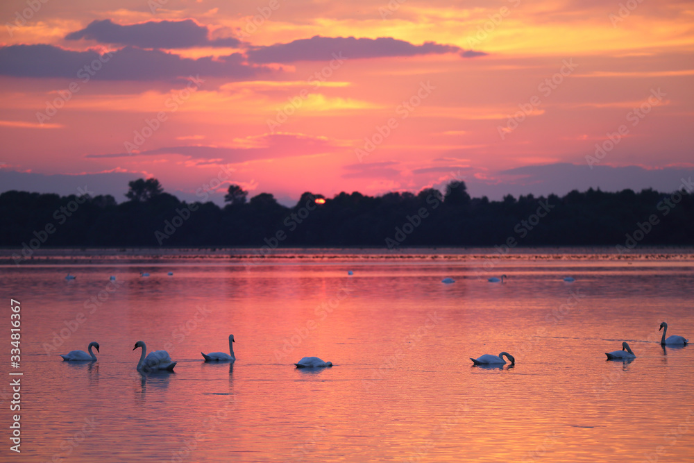 Naklejka premium Birds on the background of sunset on the lake